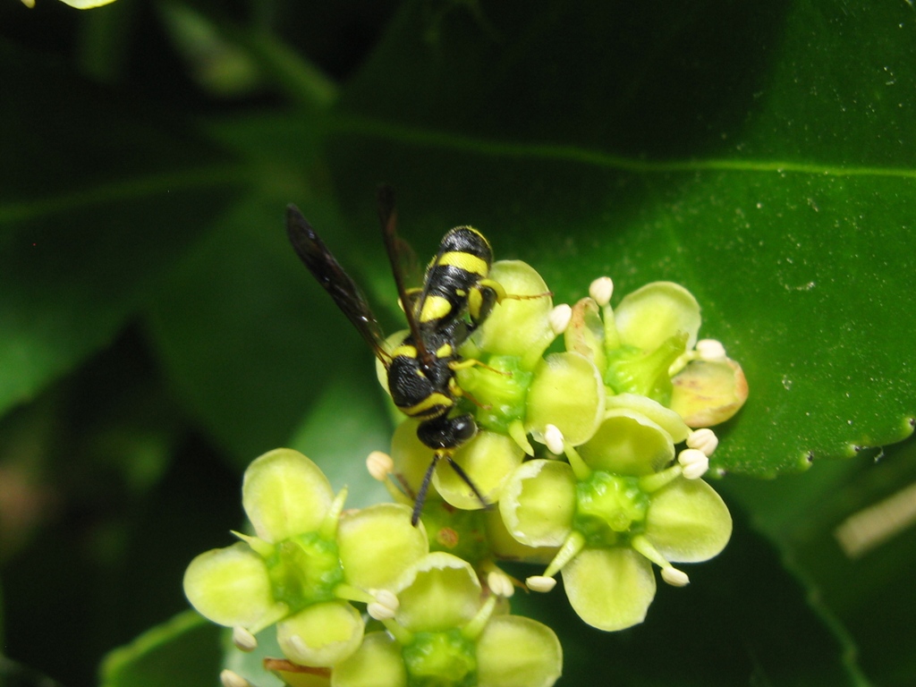 leucospis dorsigera o bifasciata?